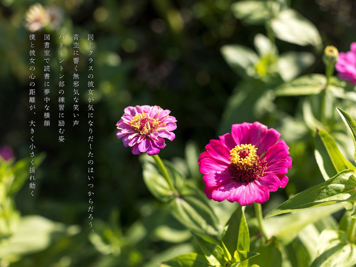 Photobook Hana Shirato 白桃はな Youth Aoharu No Watermark 0001 1067998907.jpg